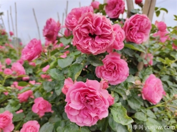粉色達(dá)芬奇月季，花量大一枝多頭的小型藤本月季