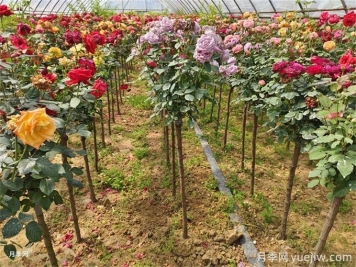 一株月季花開多色，芽接教你如何做到