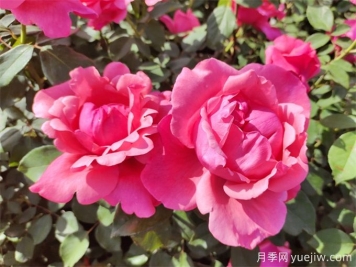 南陽有6300余種月季，你認(rèn)識幾種？