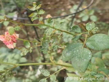 想要月季秋花開的美，關(guān)鍵是防治薊馬