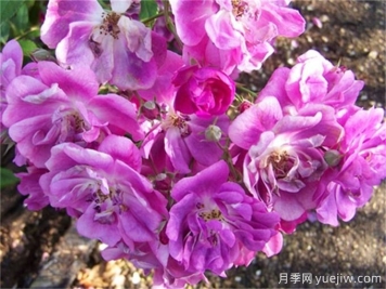 推薦20款大型藤本月季，稀有品種，好養(yǎng)抗病