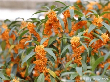 桂花的花語是什么？