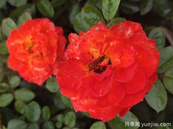 月季花的三大作用 南陽(yáng)月季樹嫁接方法