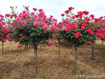 月季樹(shù)多少錢(qián)一棵？樹(shù)狀月季原產(chǎn)地的價(jià)格