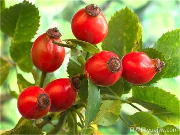 月季花種子怎么種？月季種植方法和時(shí)間