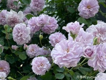 藍(lán)色陰雨月季，花量大、長勢快、花色清新