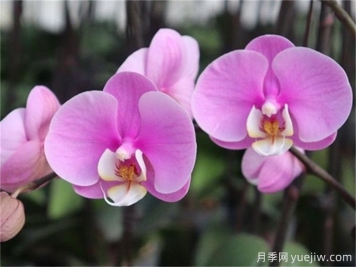 蘭花種植與養(yǎng)護(hù)，入門(mén)必看！