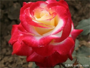 紅雙喜月季的秋冬養(yǎng)護(hù)辦法