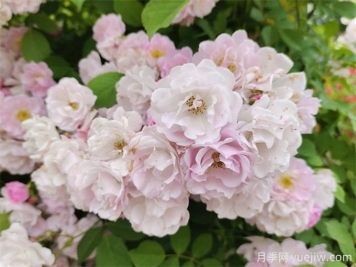 4種常見(jiàn)薔薇花的介紹和養(yǎng)護(hù)注意事項(xiàng)