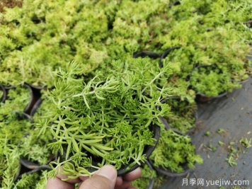 花境10種打底氛圍植物識別與應用