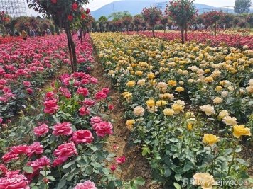 不同庭院花境風格對植物配置的要求
