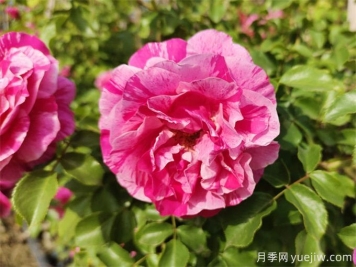沙漠玫瑰和玫瑰有什么關系！