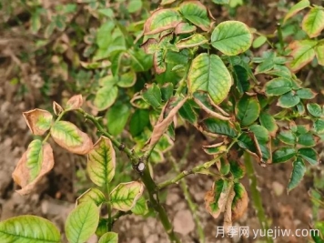 地栽月季大面積枯萎，到底是什么原因？