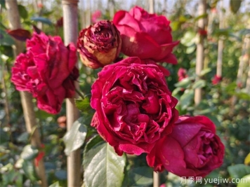 紅色龍沙寶石月季花朵打不開(kāi)怎么回事？