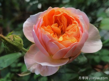 4種花期超長的月季花，養(yǎng)一盆長期有花賞