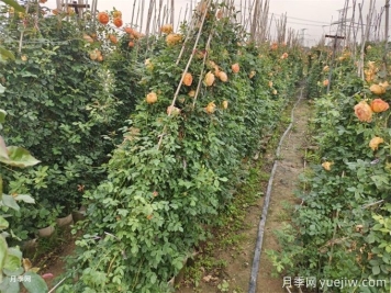 降溫了，月季筍芽要剪嗎？