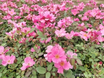 廣東花園多年生花境植物搭配低維護