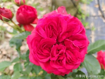 紅蘋果月季，典雅紅色，花期春夏秋三季