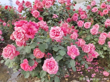 月季花期可以施肥嗎？月季施肥全指南