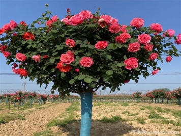 月季花期可以施肥嗎？應(yīng)該施什么肥呢？