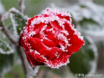 冬季下雪會(huì)凍死月季嗎？