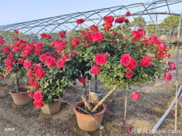 月季如何才能有更多分枝、開(kāi)花更多？