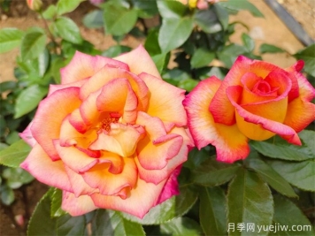 為什么月季開花和宣傳圖不一樣呢？