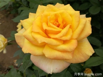 室內(nèi)如何養(yǎng)月季？掌室內(nèi)養(yǎng)花也能爆盆