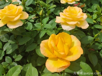 秋天開(kāi)爆花的月季，夏季需要如何修剪和施肥？