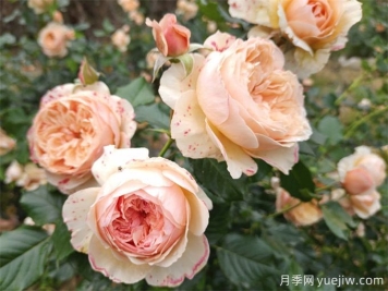 月季花苞打不開、枯萎是咋回事？