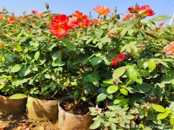 月季生長停滯不發(fā)新芽咋辦？如何破解月季僵苗？