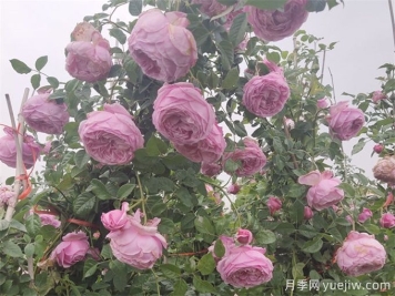 月季花苞為什么會(huì)垂頭無法直立？