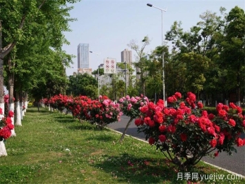 昆明市呈貢區(qū)2500余株樹狀月季齊綻放，街頭處處是風景