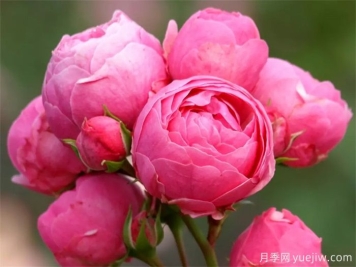 月季花苞打不開萎縮是什么原因？