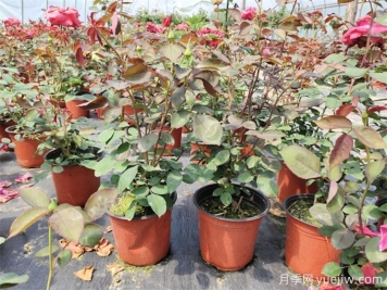 一個(gè)花盆可以種幾顆月季？歐月上盆的小常識(shí)
