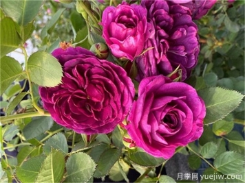 月季秋季花期，如何保證秋天花開爆盆？