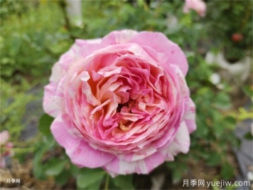 兩廣地區(qū)如何種植月季？修剪病害防治教程