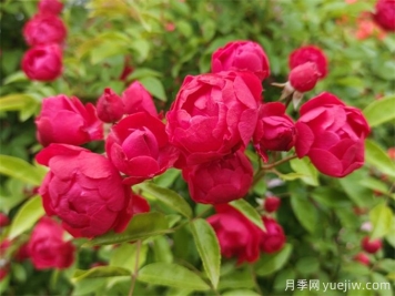 院子再小，也要養(yǎng)上紅木香月季！開花量大，開成花海！