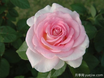 陷入愛(ài)情月季/墜入愛(ài)河