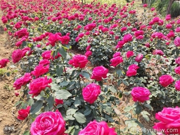 種植和管理地栽月季需要注意些什么？