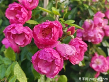 月季常見(jiàn)品種及圖片