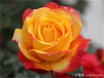 種植大花月季需要注意什么細(xì)節(jié)？
