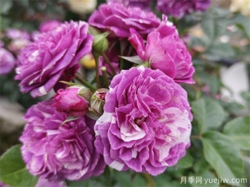 栽植養(yǎng)護月季需要注意什么？