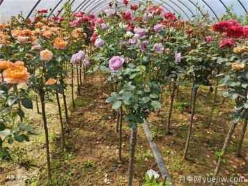兩廣福建地區(qū)種植月季有什么要注意！