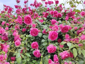 想讓月季多開幾波花？藤本月季橫拉有辦法