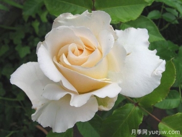麗娜月季/麗娜文藝復(fù)興月季