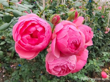 月季是每個月都開花嗎？怎樣讓月季每個月都開花？