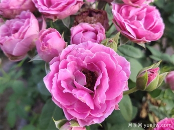 壓條繁殖后的月季枝條，為什么那么容易開花呢？