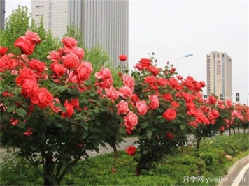 合肥樹(shù)狀月季花爆火！真相沒(méi)你想得那么簡(jiǎn)單！