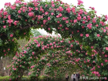 資陽(yáng)字庫(kù)山的月季花海盛宴，趕赴美麗